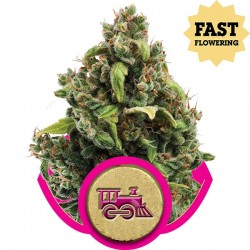 Candy Kush Express (Fast Version) - Royal Queen Seeds