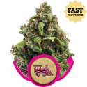 Candy Kush Express (Fast Flowering) - Royal Queen Seeds