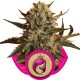Royal Domina - Royal Queen Seeds