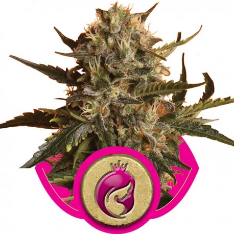 Royal Domina - Royal Queen Seeds
