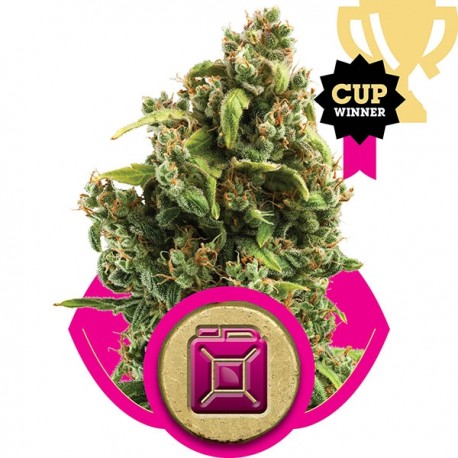 Royal Madre - Royal Queen Seeds