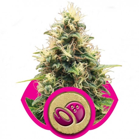 Sour Diesel - Royal Queen Seeds