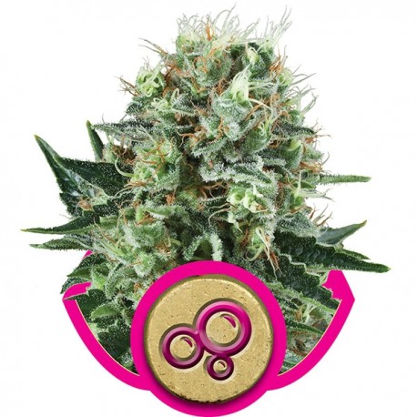 Graines de Bubble Kush de Royal Queen Seeds