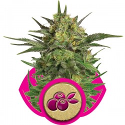 Haze Berry - Royal Queen Seeds