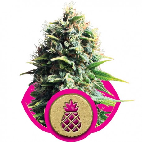 Pain Killer - Royal Queen Seeds