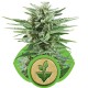 Pineapple Kush - Royal Queen Seeds