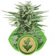 Pineapple Kush - Royal Queen Seeds