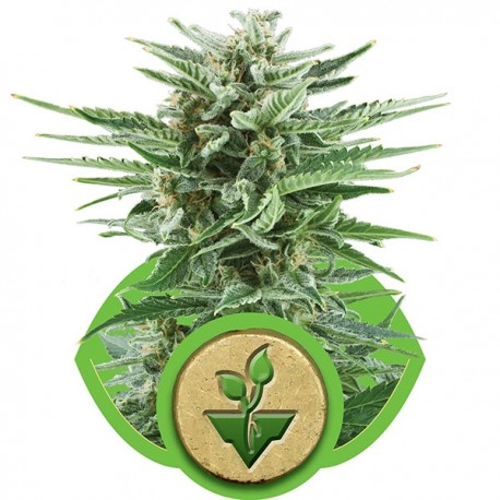 Pineapple Kush - Royal Queen Seeds