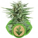 Easy Bud - Royal Queen Seeds