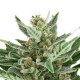 Pineapple Kush - Royal Queen Seeds