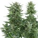 Graines de Easy Bud de chez Royal Queen Seeds