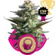 Royal Highness - Royal Queen Seeds