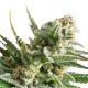 Royal Highness - Royal Queen Seeds