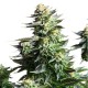 Royal Highness - Royal Queen Seeds