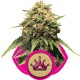 Royal Medic - Royal Queen Seeds