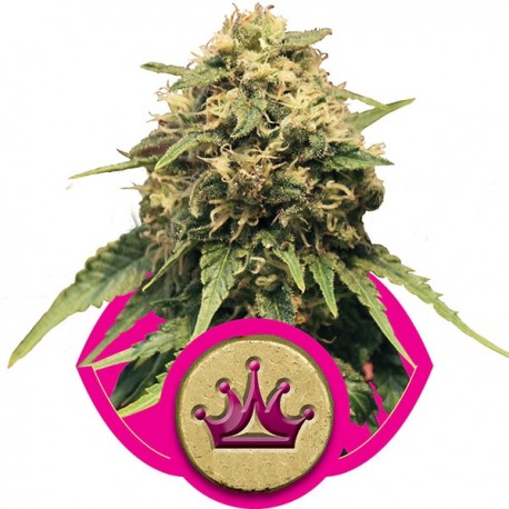 Royal Medic - Royal Queen Seeds