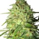 Royal Medic - Royal Queen Seeds