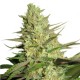 Royal Medic - Royal Queen Seeds