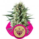 Special Kush N°1 - Royal Queen Seeds