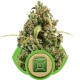 Blue Cheese Automatic - Royal Queen Seeds