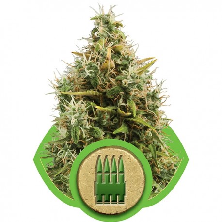 Graines de Royal AK de chez Royal Queen Seeds