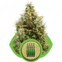 Royal AK Automatic - Royal Queen Seeds