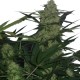 Diesel Automatic - Royal Queen Seeds