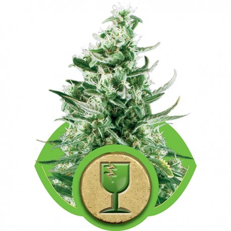 Graines de Critical Automatic de chez Royal Queen Seeds