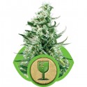 Royal Critical Automatic - Royal Queen Seeds