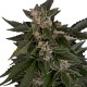 Graines de Critical Automatic de chez Royal Queen Seeds