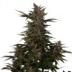 Graines de Critical Automatic de chez Royal Queen Seeds