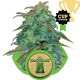 Graines de Royal Haze Automatic de chez Royal Queen Seeds