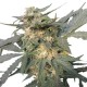 Graines de Royal Haze Automatic de chez Royal Queen Seeds