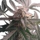 Royal Haze Automatic - Royal Queen Seeds