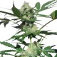 Royal Haze Automatic - Royal Queen Seeds