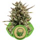 Graines d' Amnesia Haze Automatic ou Autofleurissantes