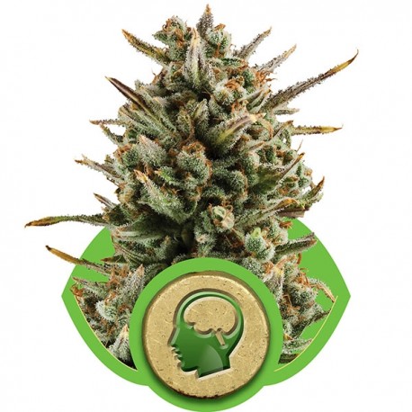 Graines d' Amnesia Haze Automatic ou Autofleurissantes