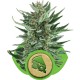 Royal Cheese Automatic graines de cannabis de chez Royal Queen Seeds