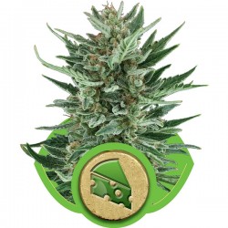 Royal Cheese Automatic - Royal Queen Seeds
