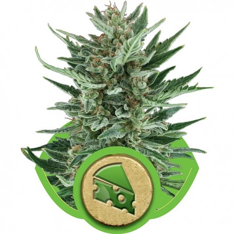 Amnesia Haze Automatic - Royal Queen Seeds