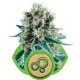 Graines de Bubble Kush Autoflo de Royal Queen Seeds