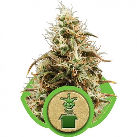 Graines de Royal Jack Automatic - Royal Queen Seeds