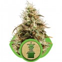 Royal Jack Automatic - Royal Queen Seeds