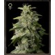 Graines de cannabis Money Maker par Strain Hunters