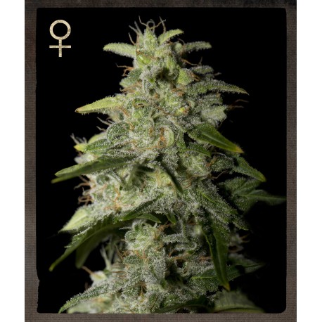 Graines de cannabis Money Maker par Strain Hunters