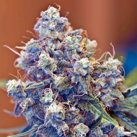 Graines de Iced Grapefruit de chez Female Seeds