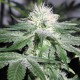 Graines de Ice de chez Female Seeds