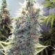 Graines de C99 de Female Seeds