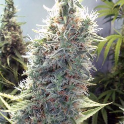 C99 - Female Seeds