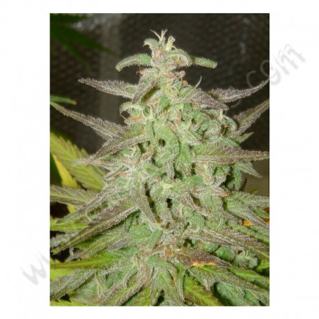 Iced Widow - Female Seeds